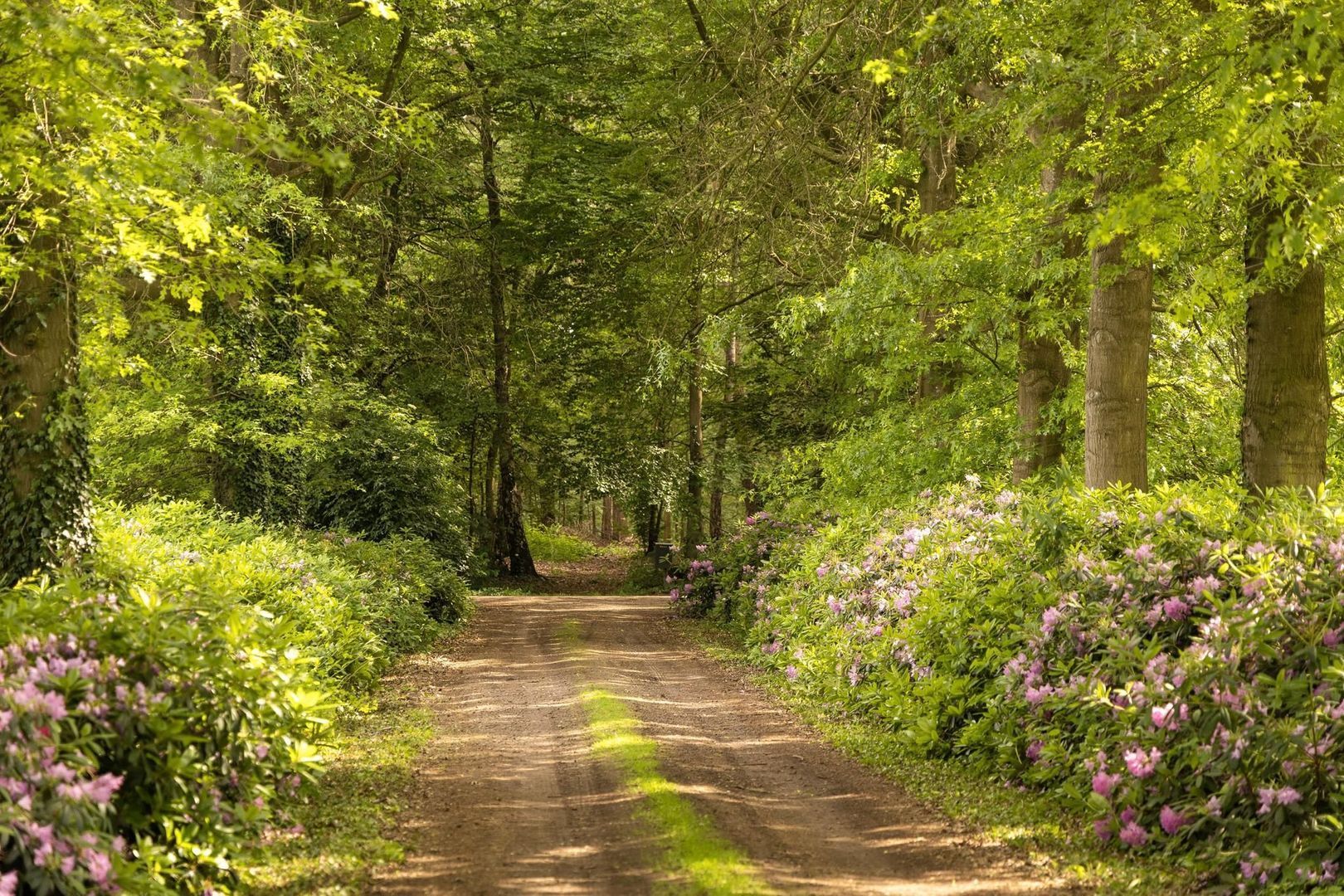 Zomervreugdweg 3 image 1