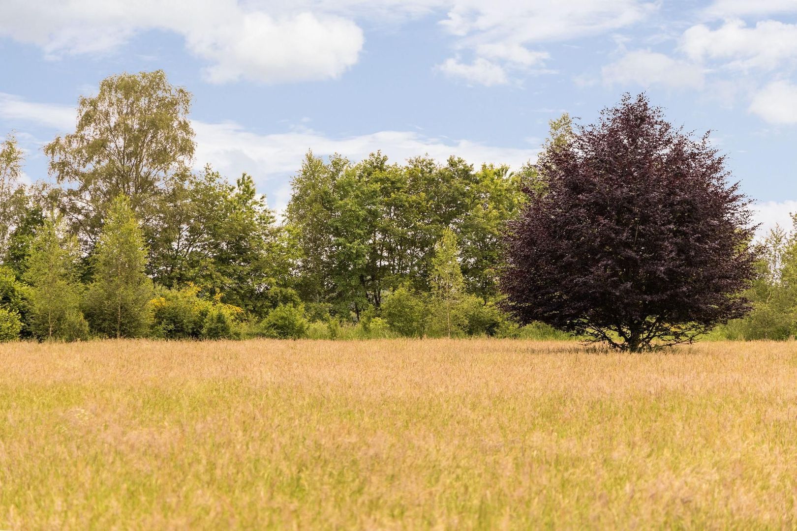 Zomervreugdweg 3 image 1