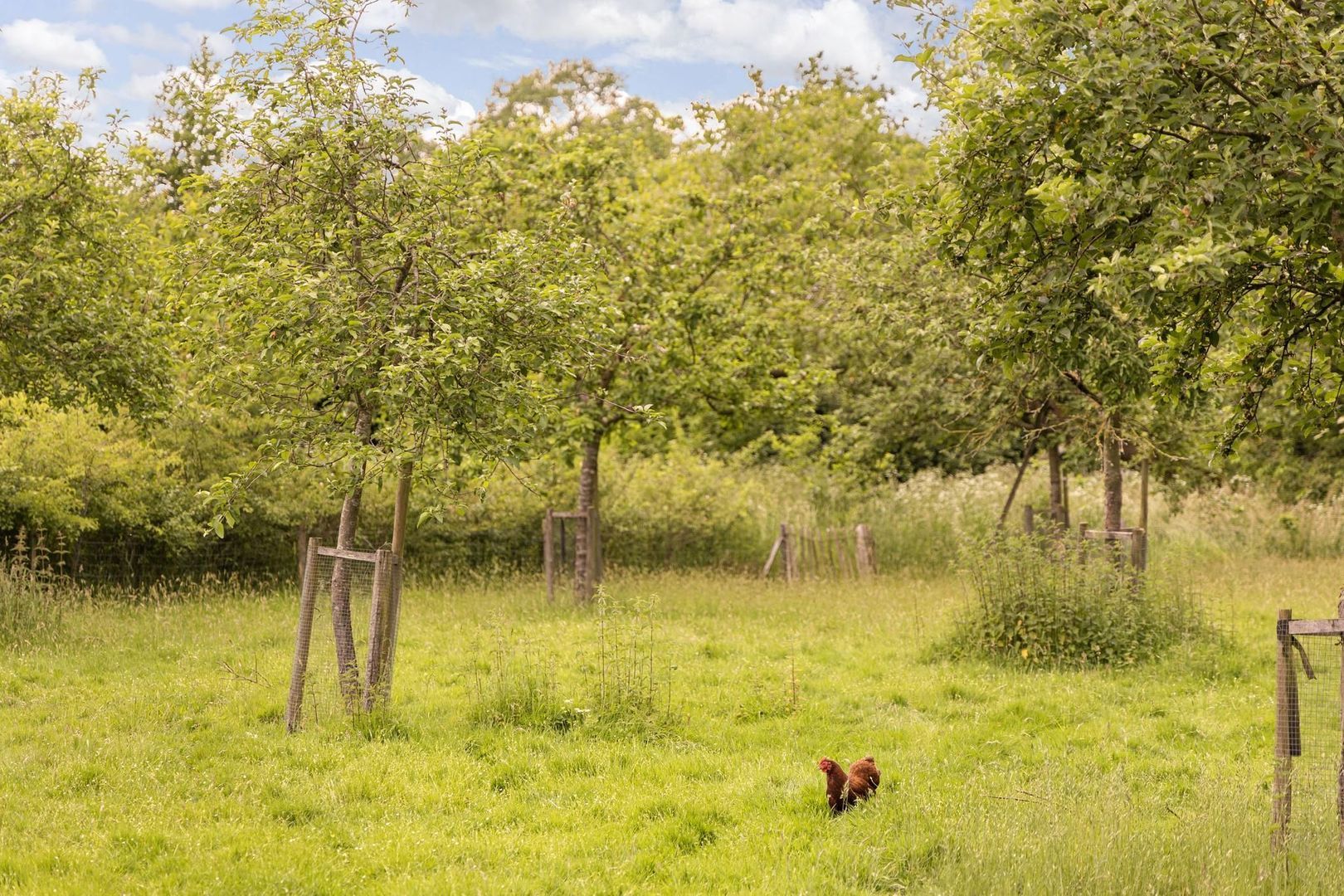 Zomervreugdweg 3 image 1