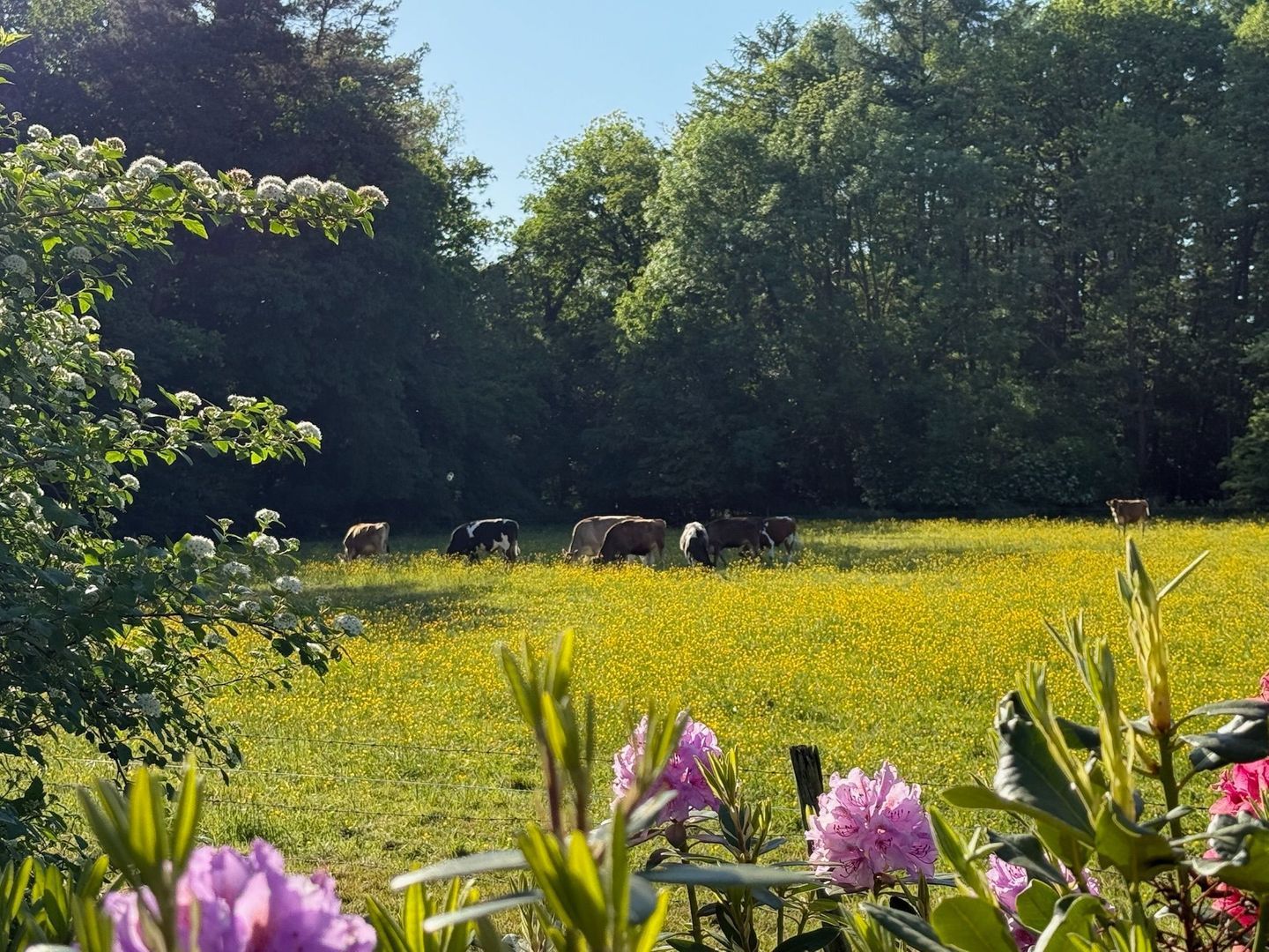 Drienerveldweg 130 image 1