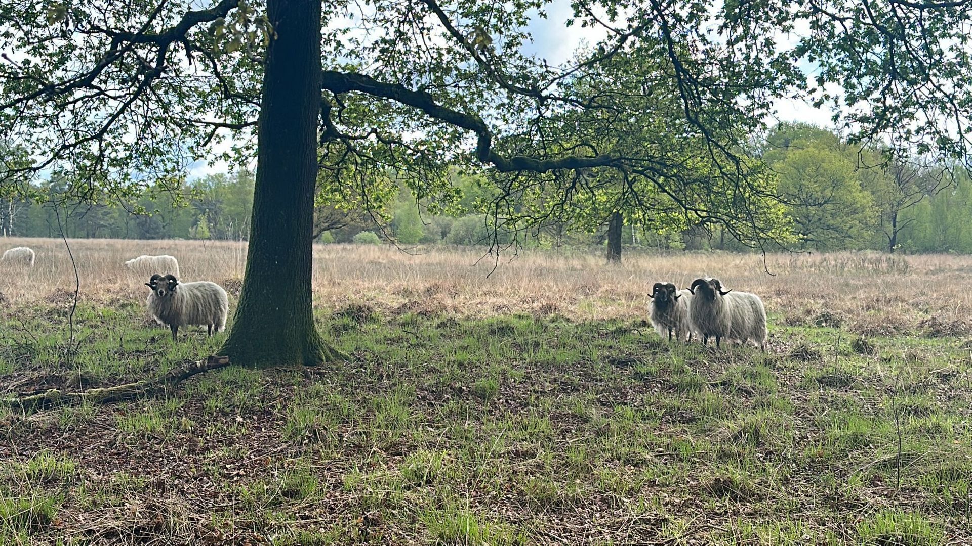 Beulekampersteeg 55, Putten foto-52