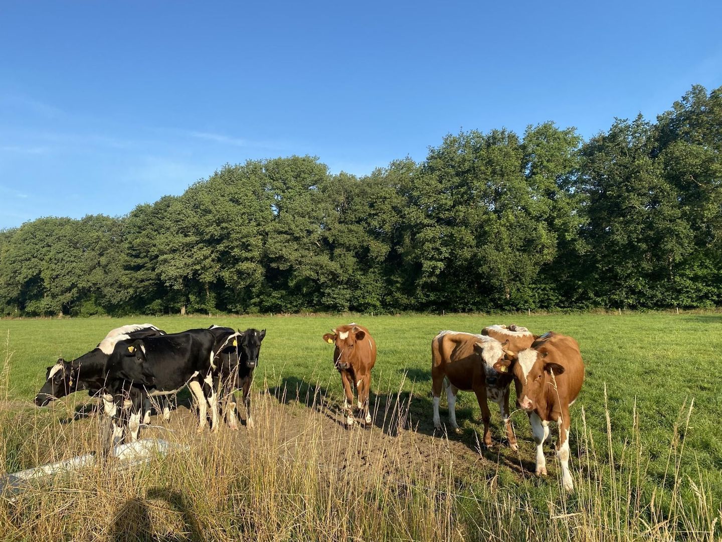 Beulekampersteeg 55, Putten foto-56