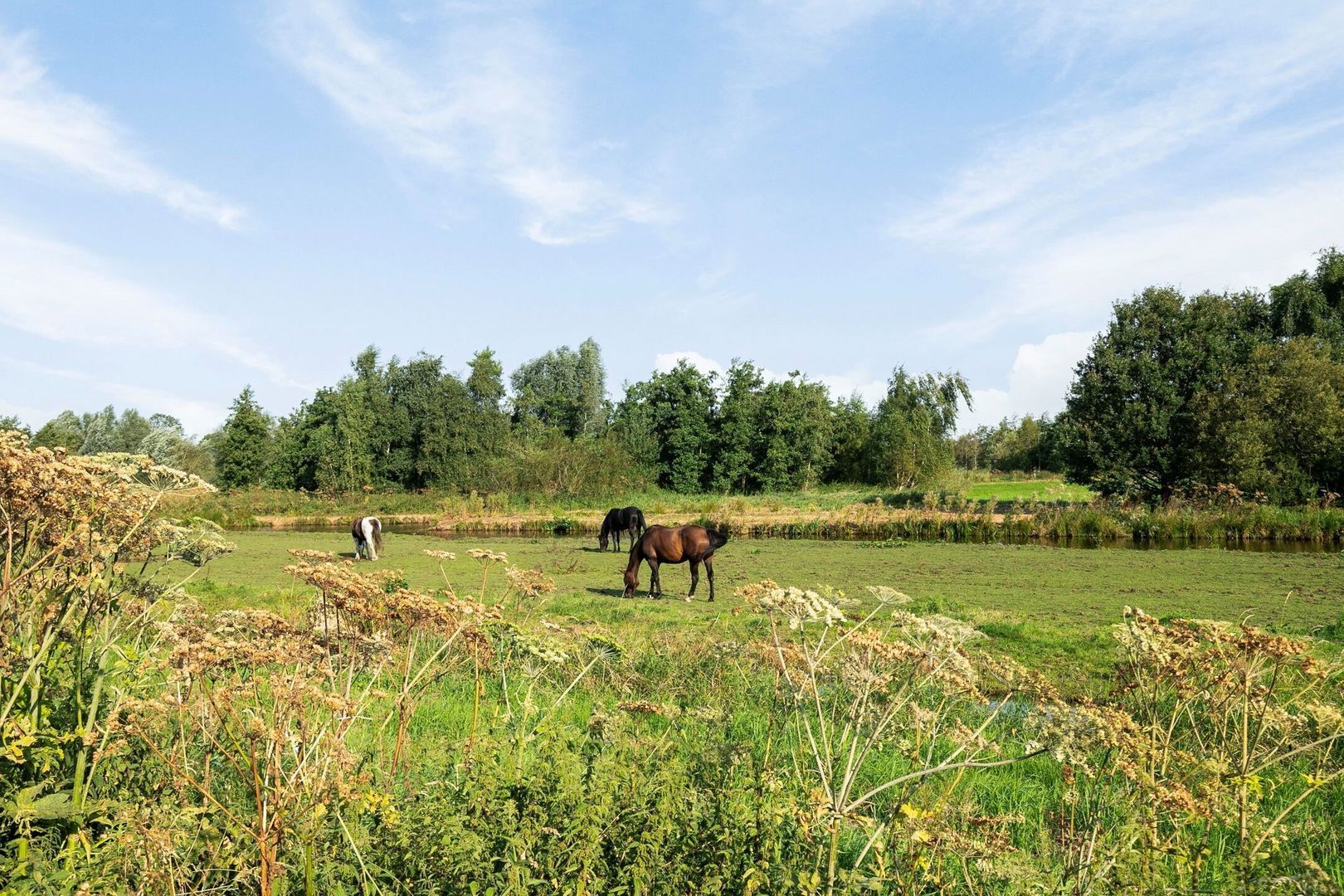 Bieslookveld 2, Schiedam foto-41 blur