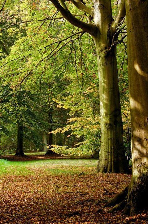 Zwartelaan 1, Oostvoorne foto-17