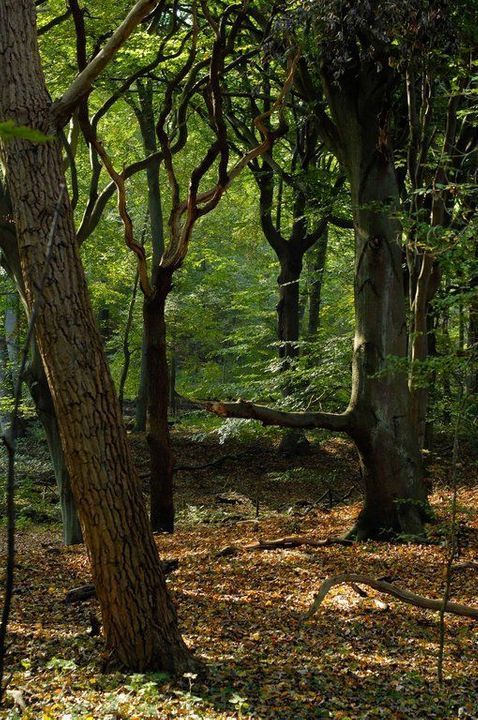 Zwartelaan 1, Oostvoorne foto-23
