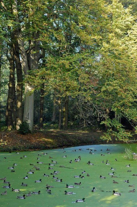 Zwartelaan 1, Oostvoorne foto-25