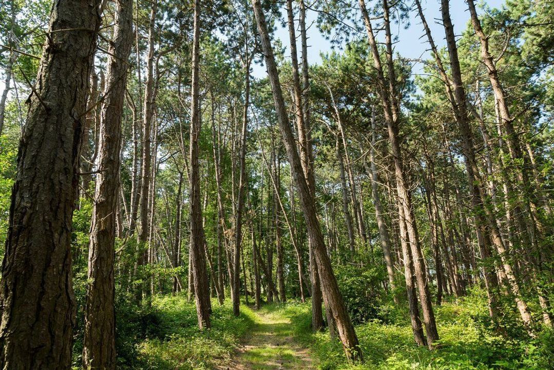 Duinwekken 10 AB, Renesse foto-51