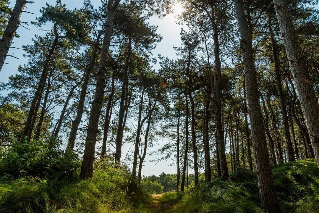 Duinwekken 10 AB, Renesse foto-53