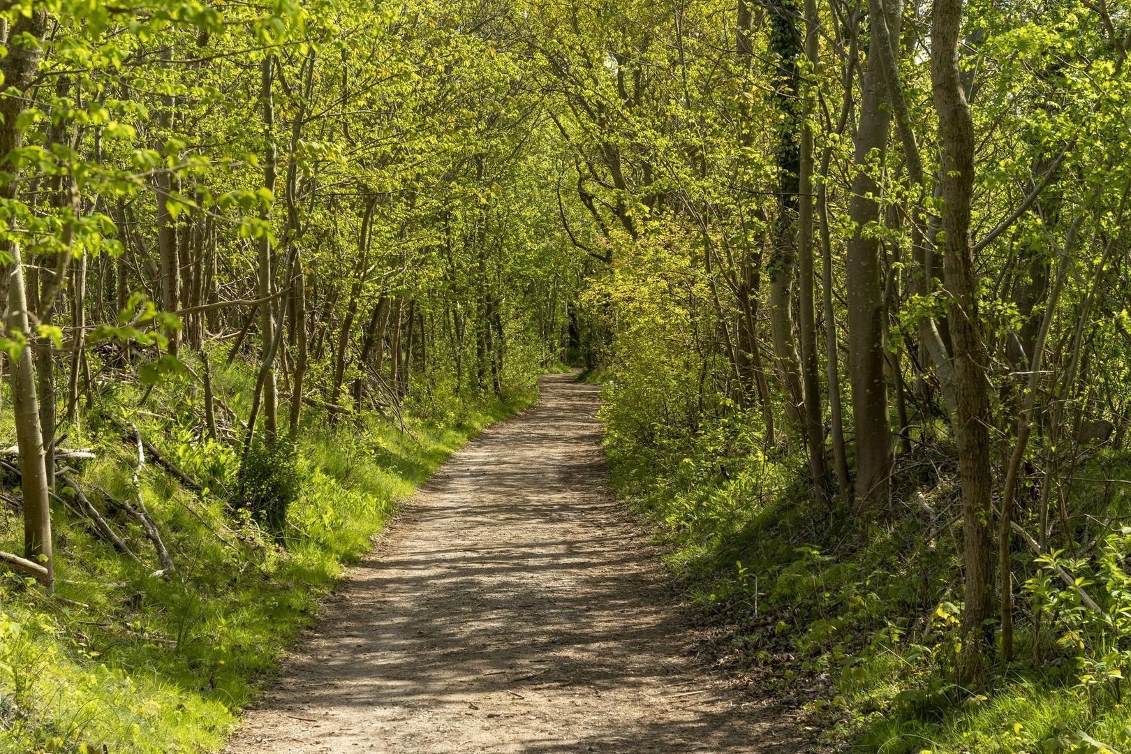 Luieweg 8, Renesse foto-2