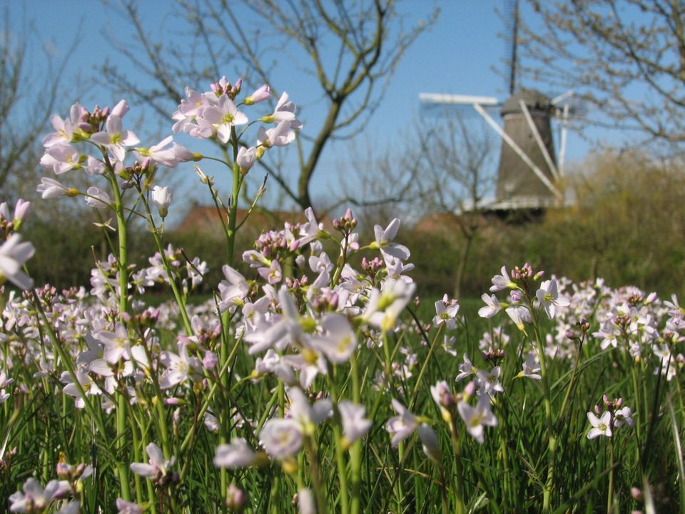 Molendijk 4 image thumbs 1