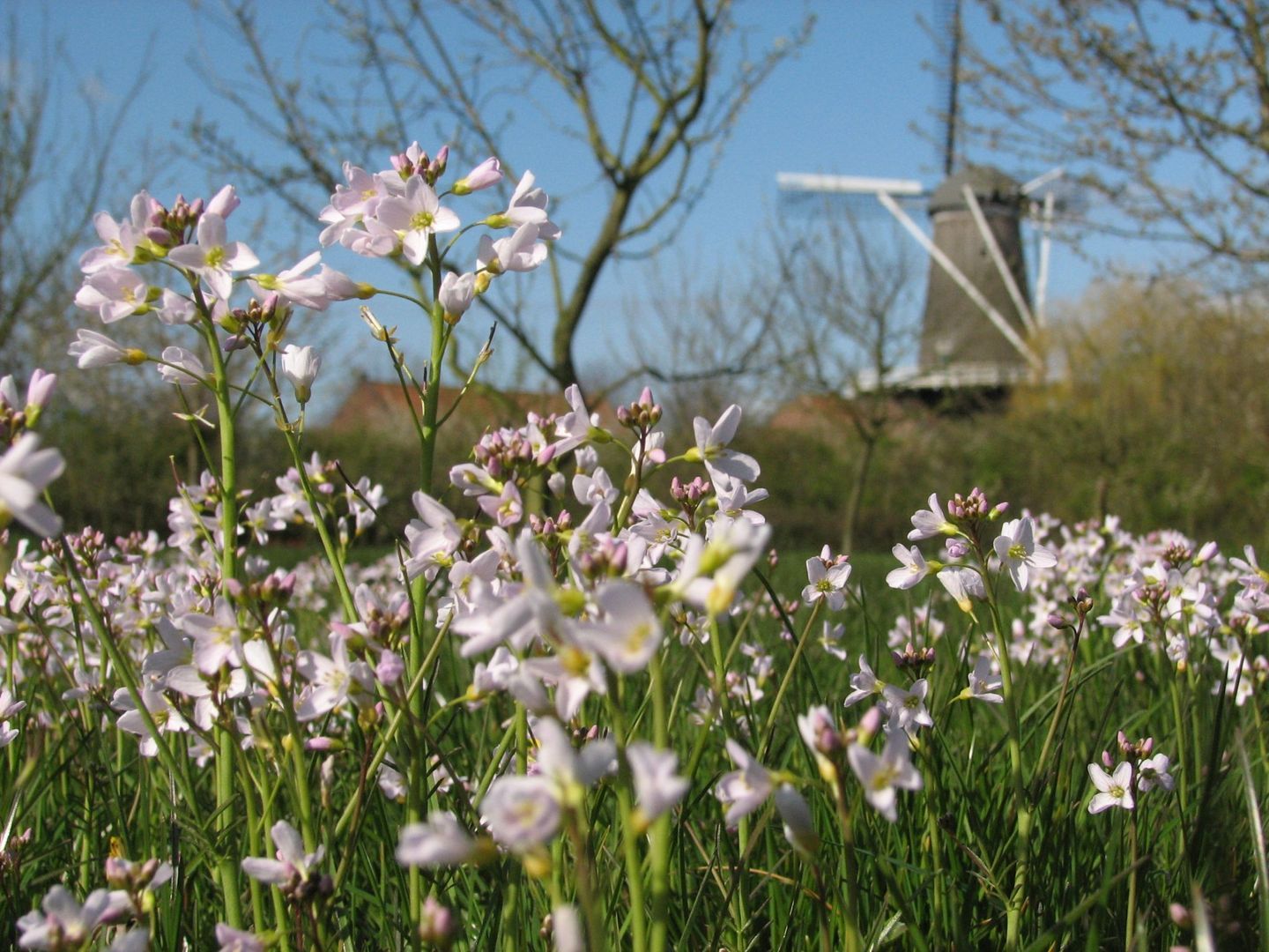 Molendijk 4 image 1