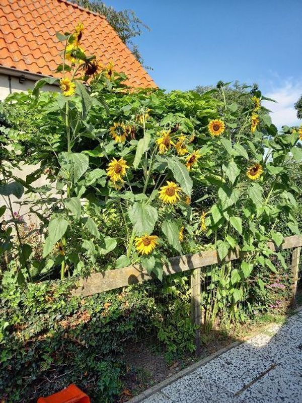 Stougjesdijk 39 Photo 32