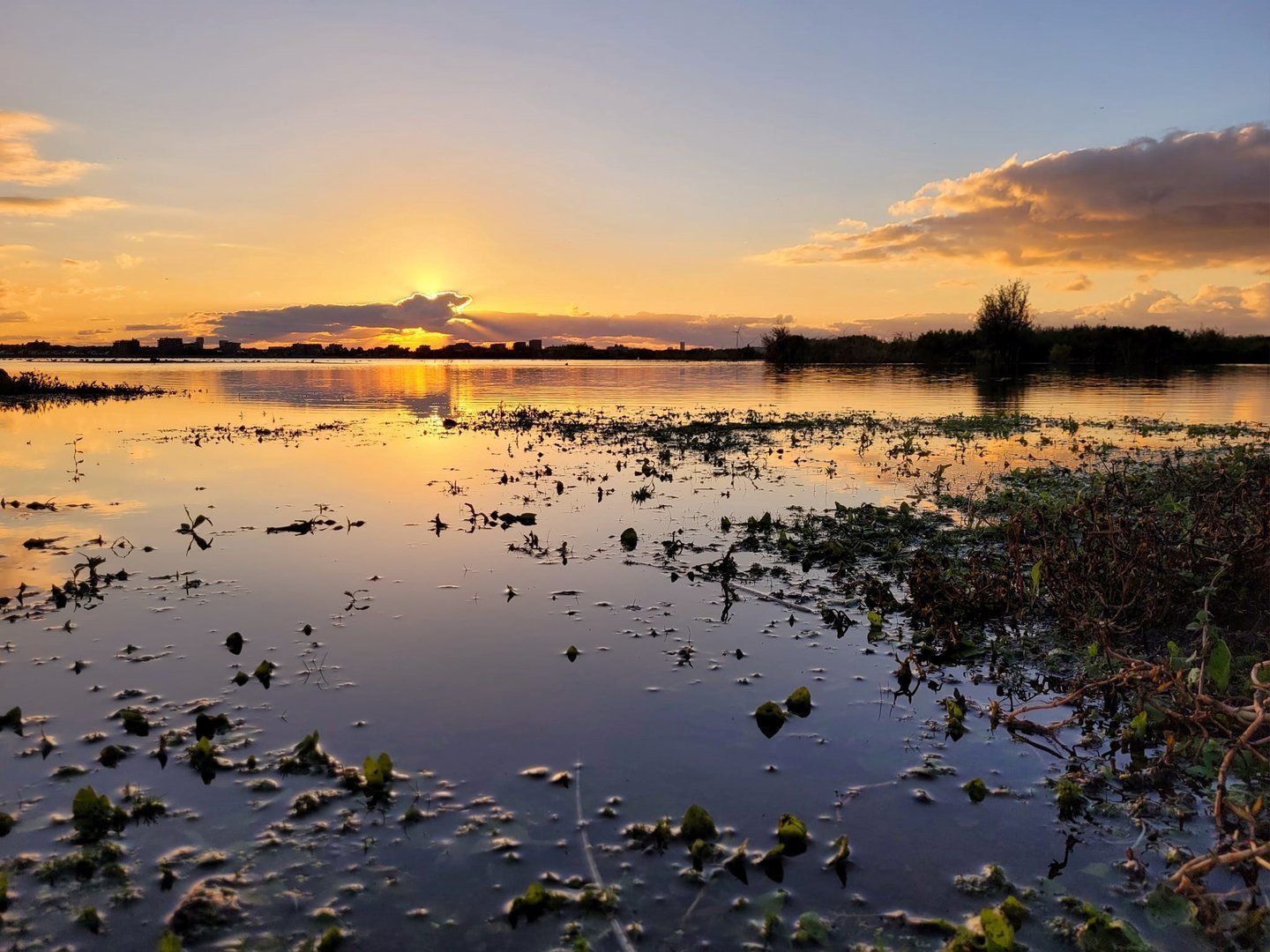 Pijlkruidveld, Den Haag foto-41