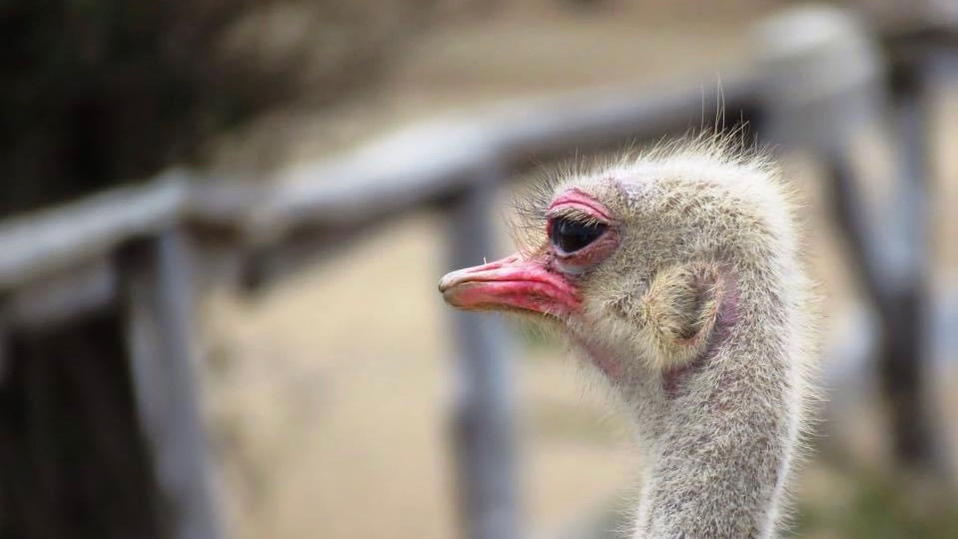 Curacao Ostrich Farm: ontdek de wereld van struisvogels